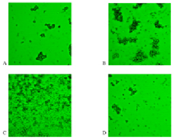 fig1 (1).tif