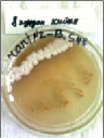 omur1c.tif