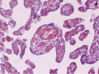 dacenko1.tif